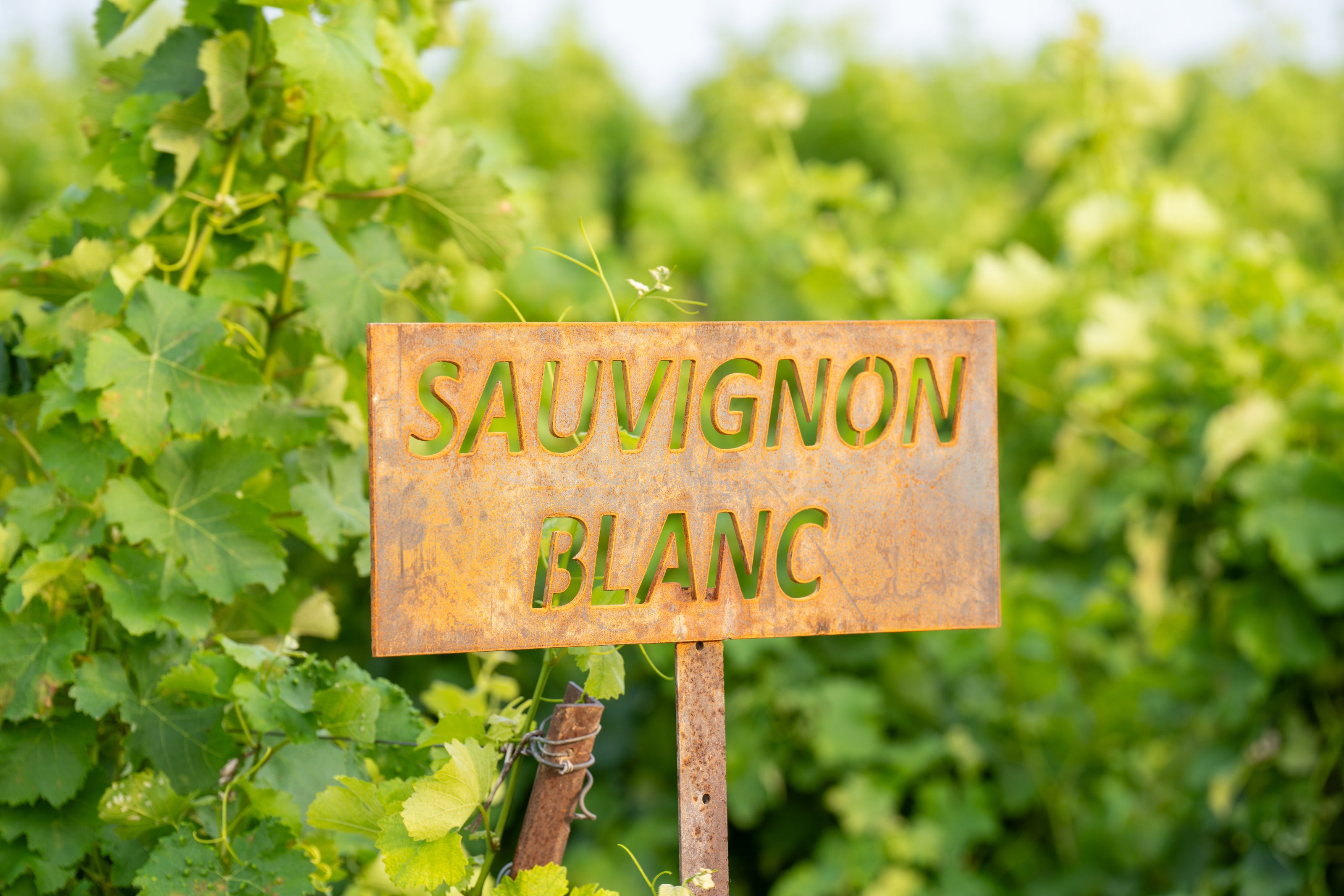 Sauvignon blanc