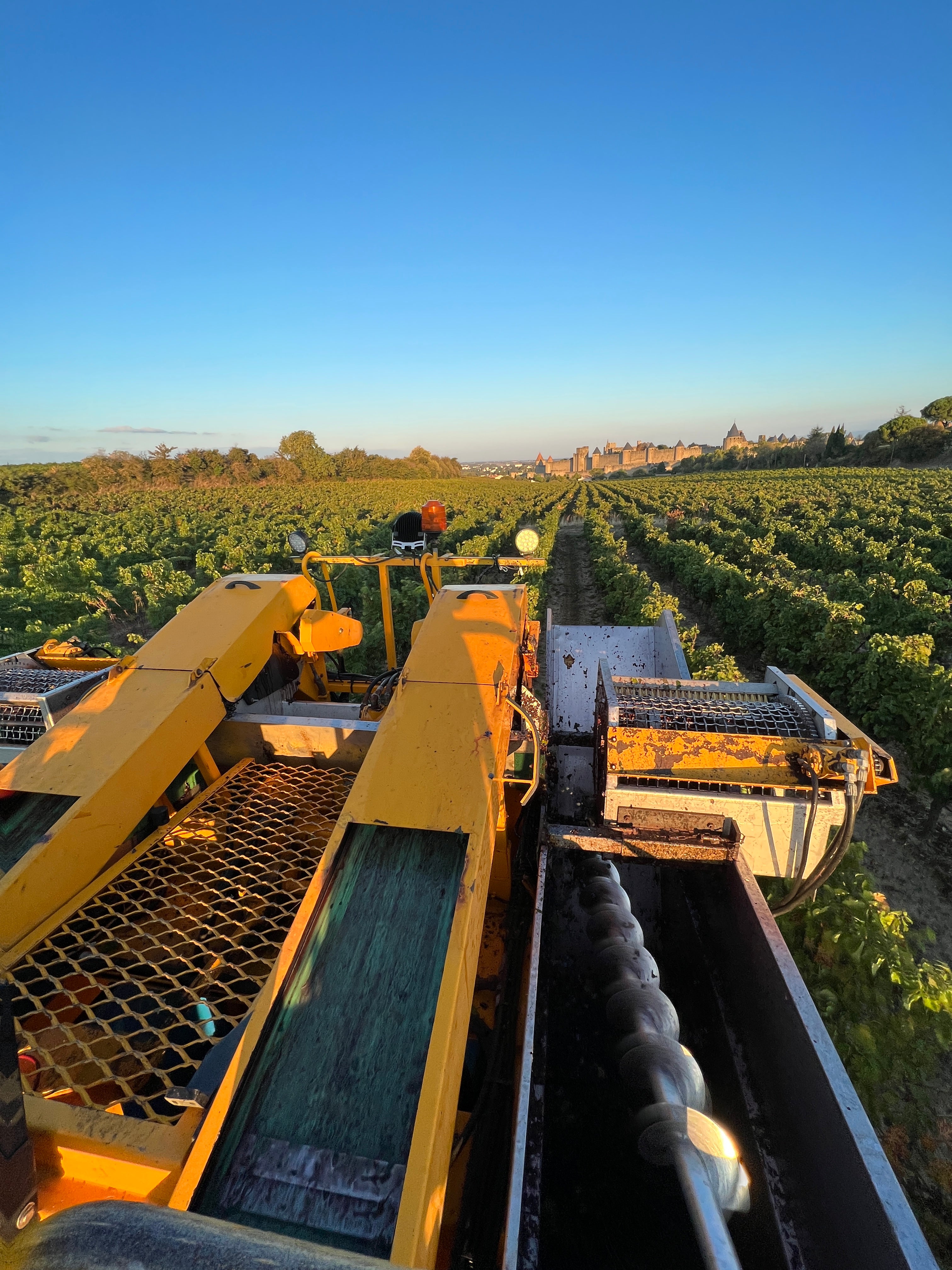 Vue sur la cité par les vignes du domaine fontaine grande