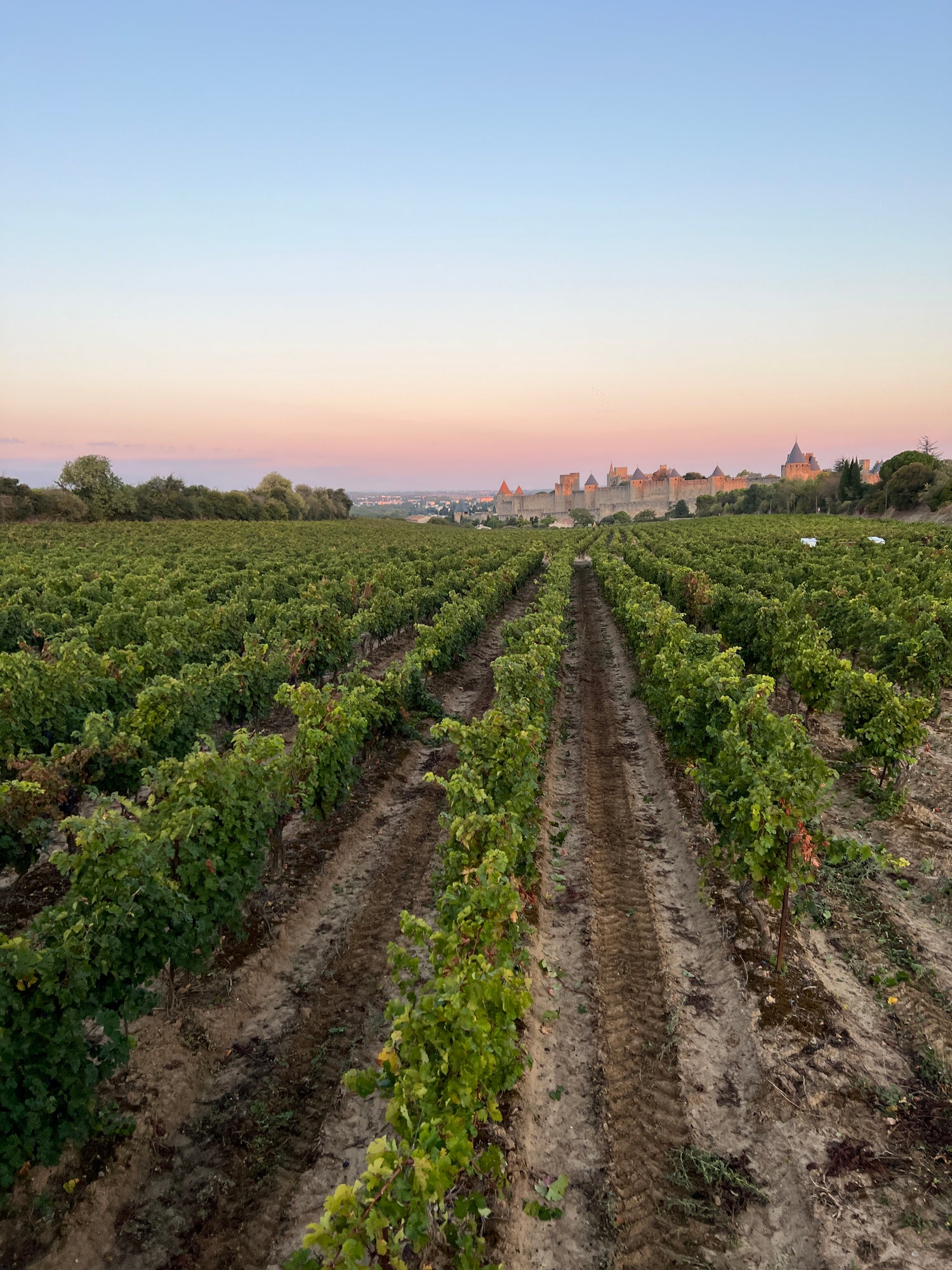 Les vignes du Domaine Fontaine Grande avec vue sur la Cité Médiévale de Carcassonne